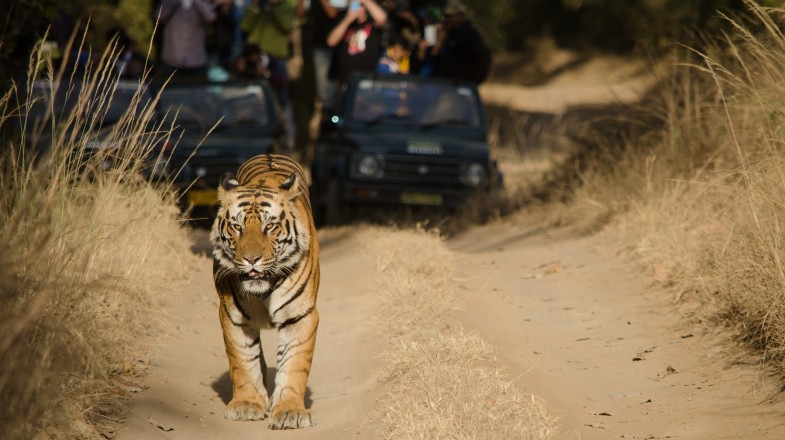 tiger safari